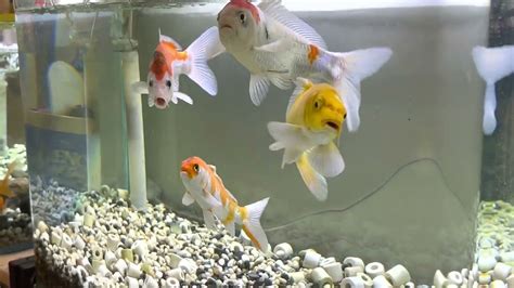 招財錦鯉|【魚缸養錦鯉風水】哪些品種適合當風水魚 